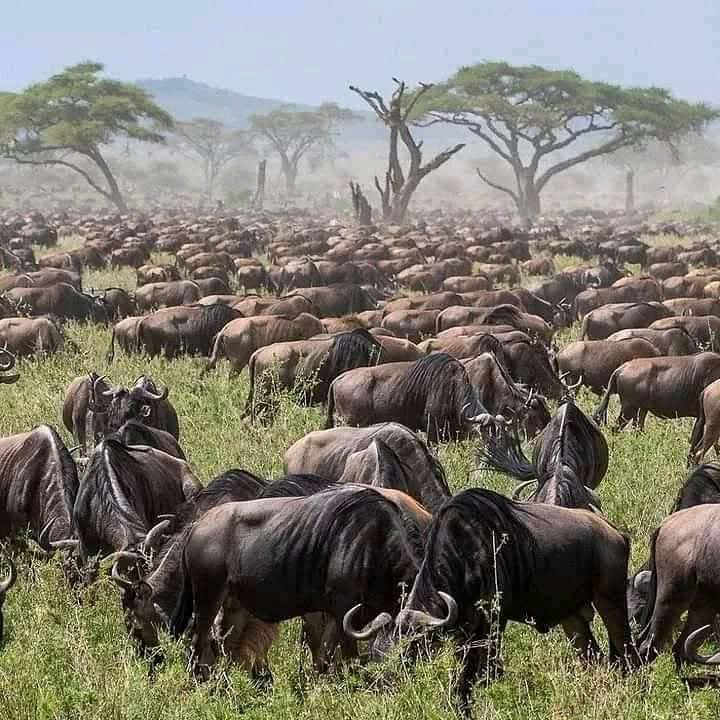 Wildebeest herd spread across the Serengeti plains