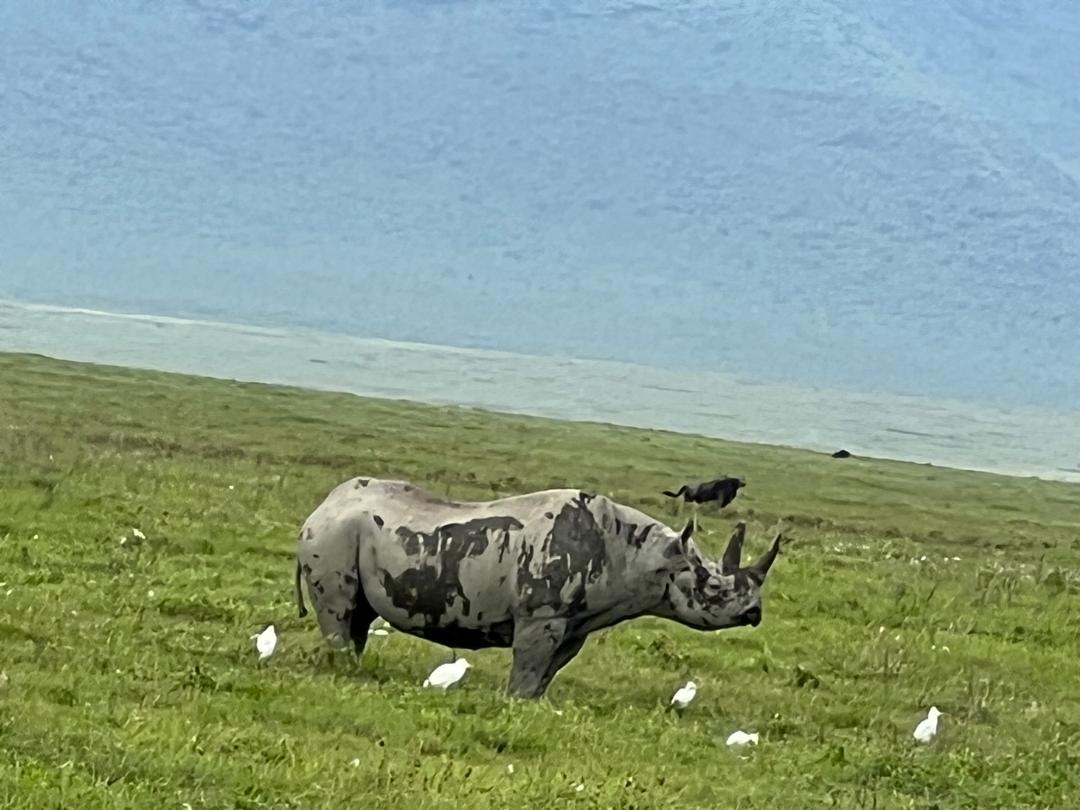 10-Day Family Bush & Beach Adventure: Wildlife & Zanzibar Escape