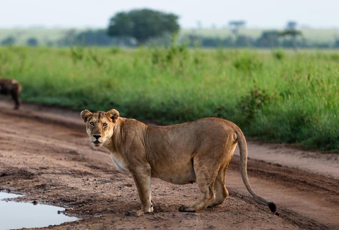10-Day Tanzania Bush & Beach Honeymoon Escape