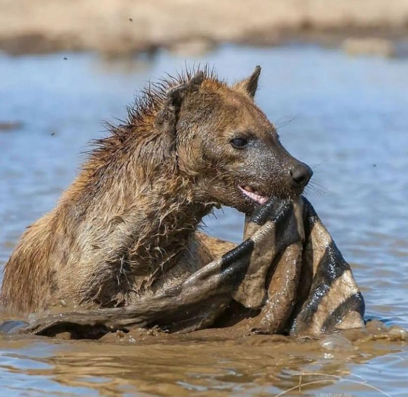 10-Day Great Migration Family Adventure: Mid-Range Safari