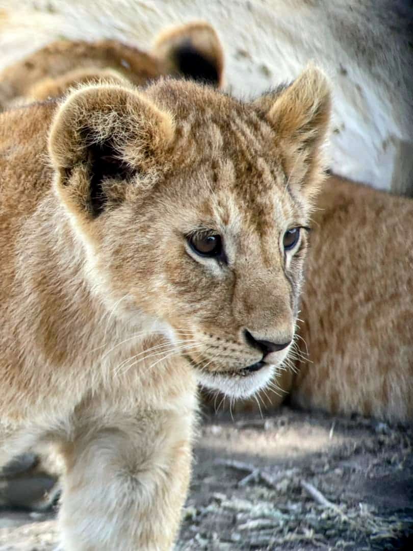 10-Day Serengeti Migration River Crossing Safari