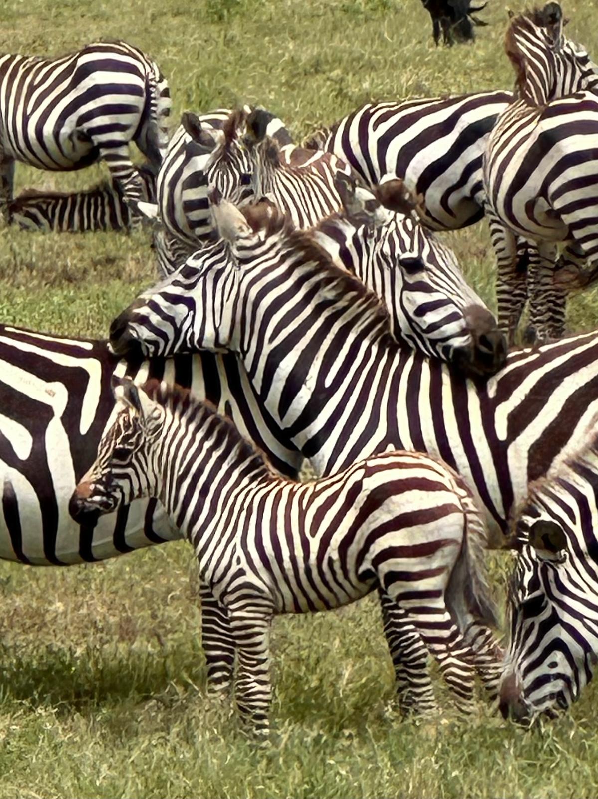 10-Day Serengeti Migration Journey for Mature Travelers