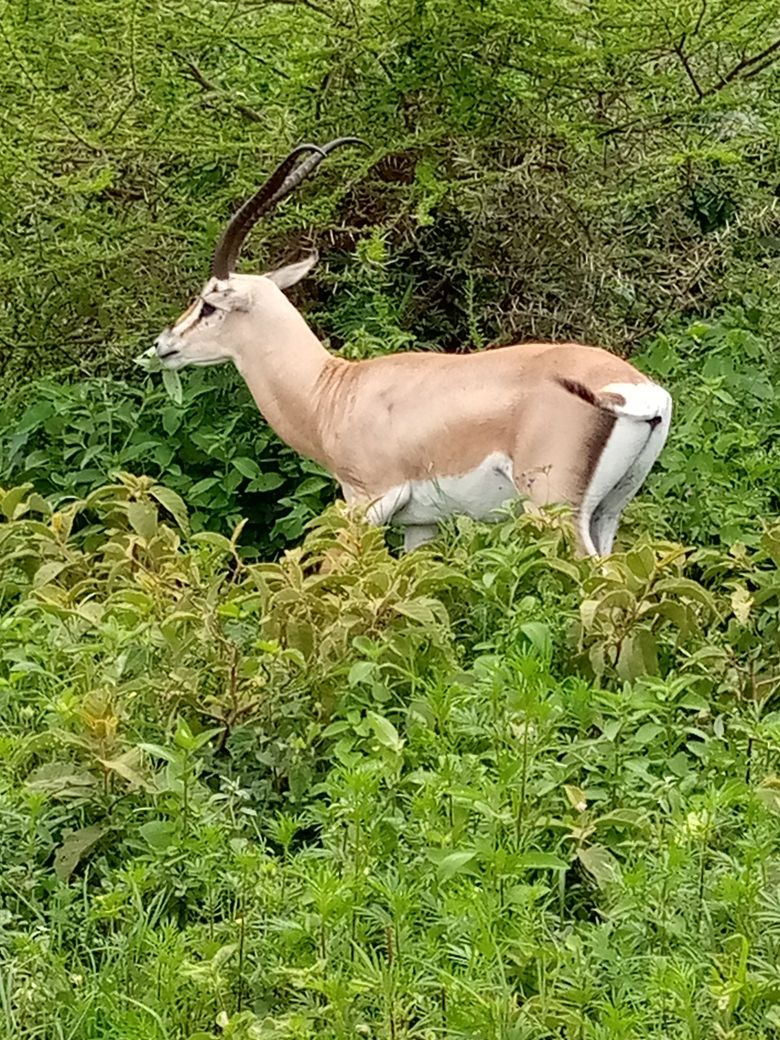 Lioness standing on the Ikoma Circuit signpost
