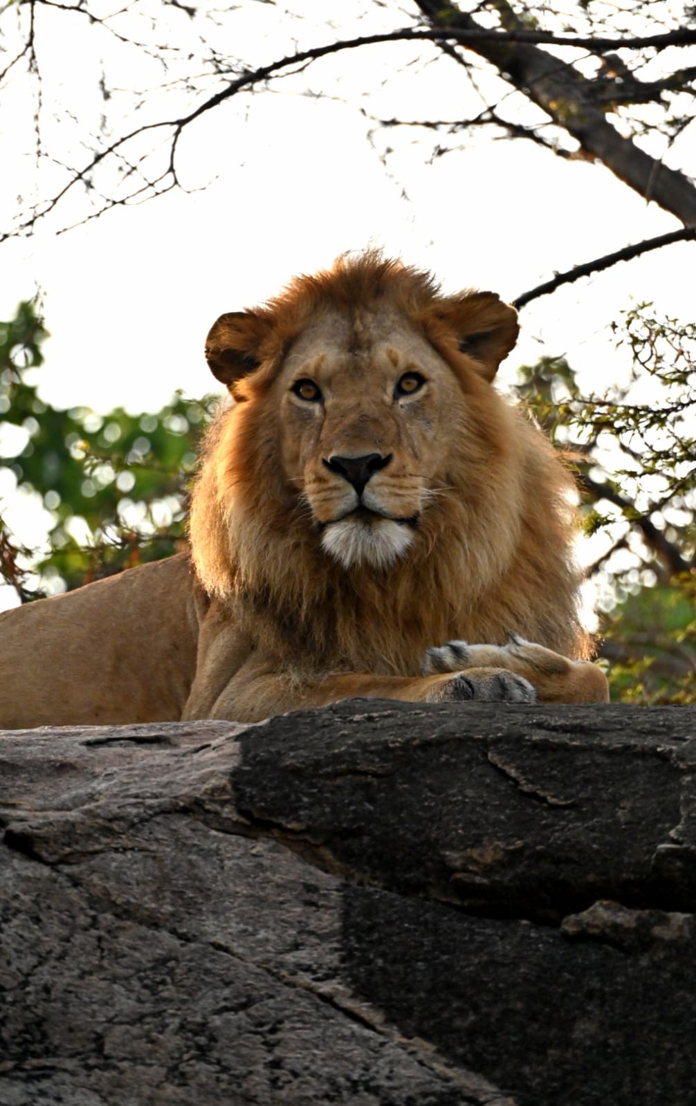 Lioness on a termite mound