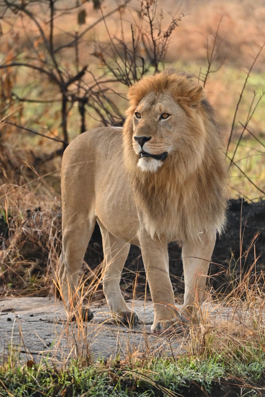 Male lion on a rocky kopje