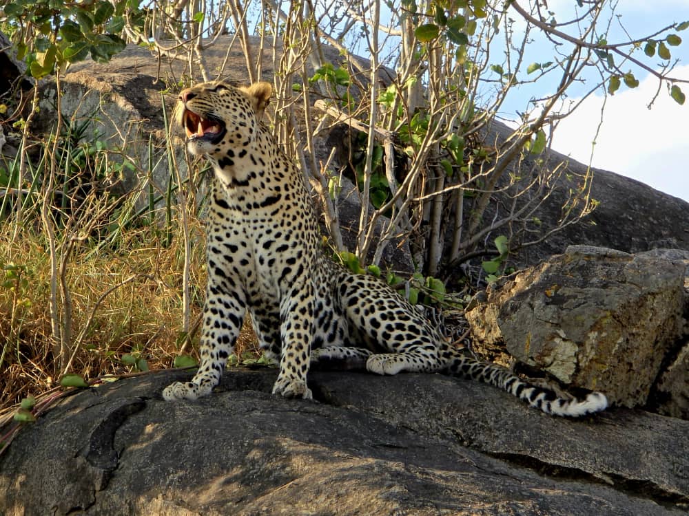 Male lion in dry bush