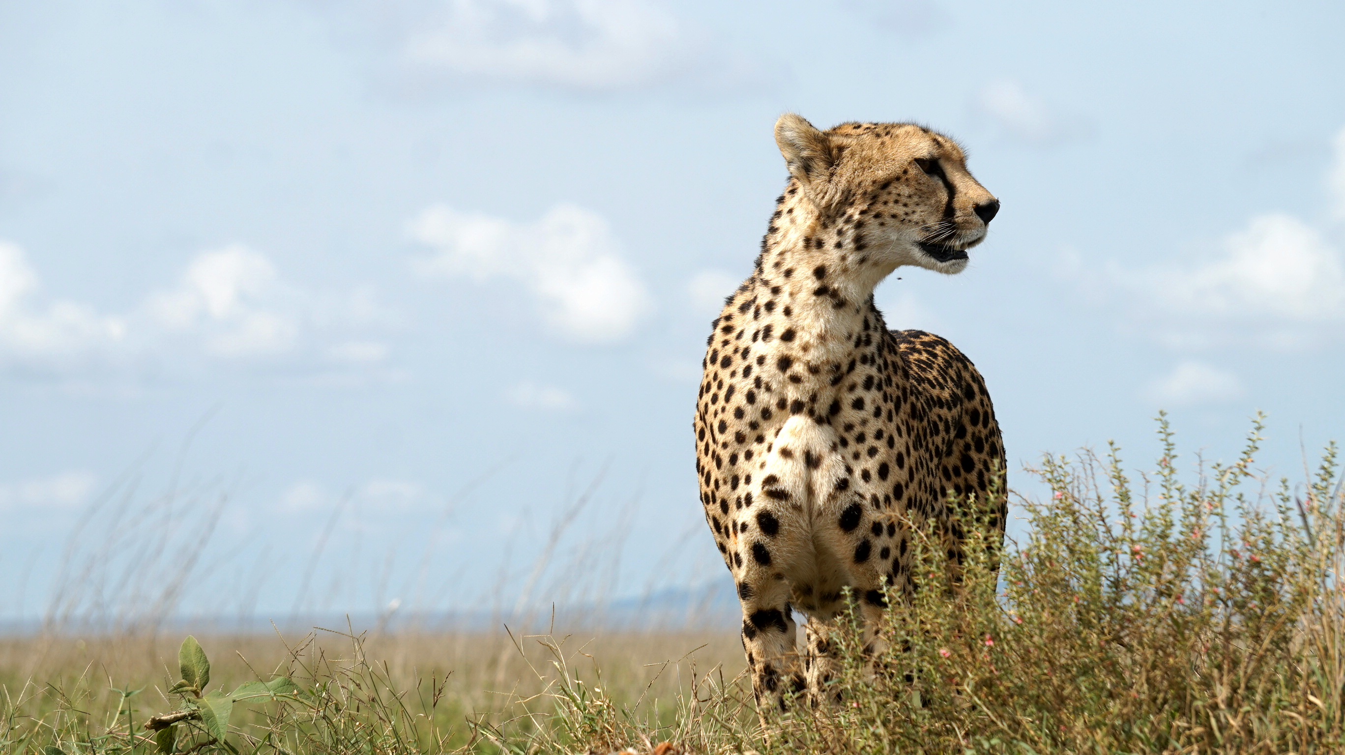Leopard stretched along a branch