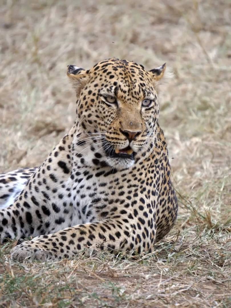 Cheetah standing on a mound