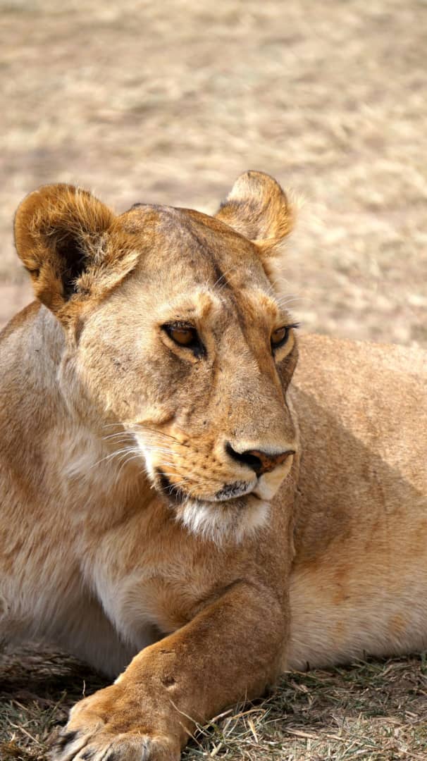 Male lion resting in the shade