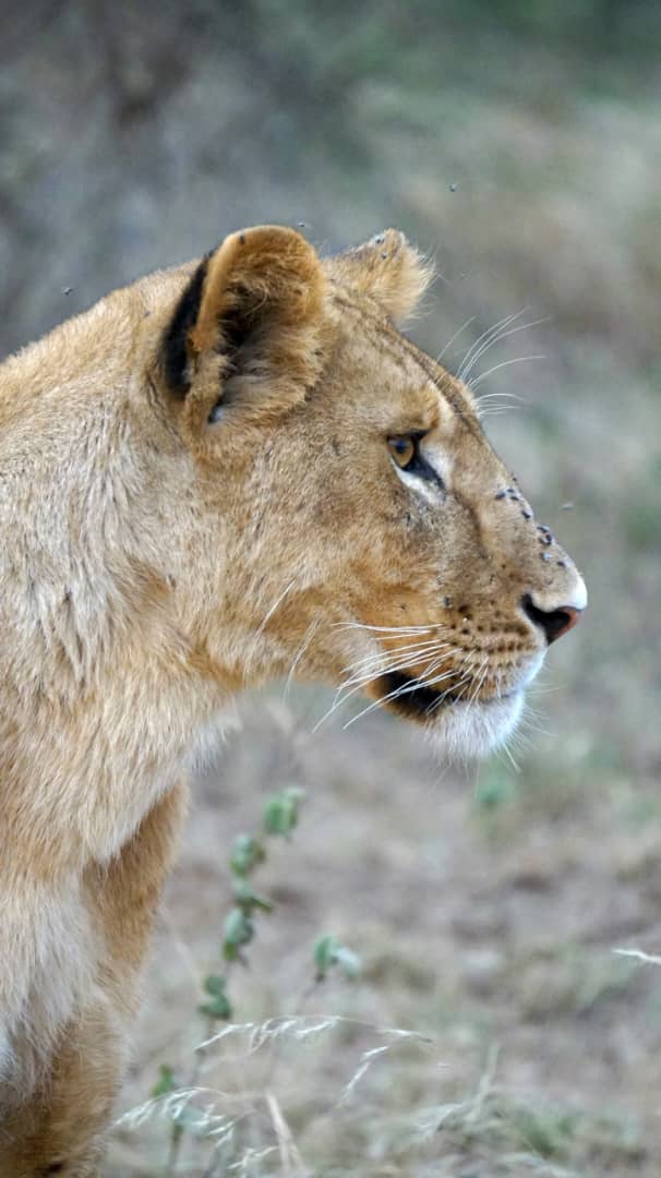 Lioness resting in the sun
