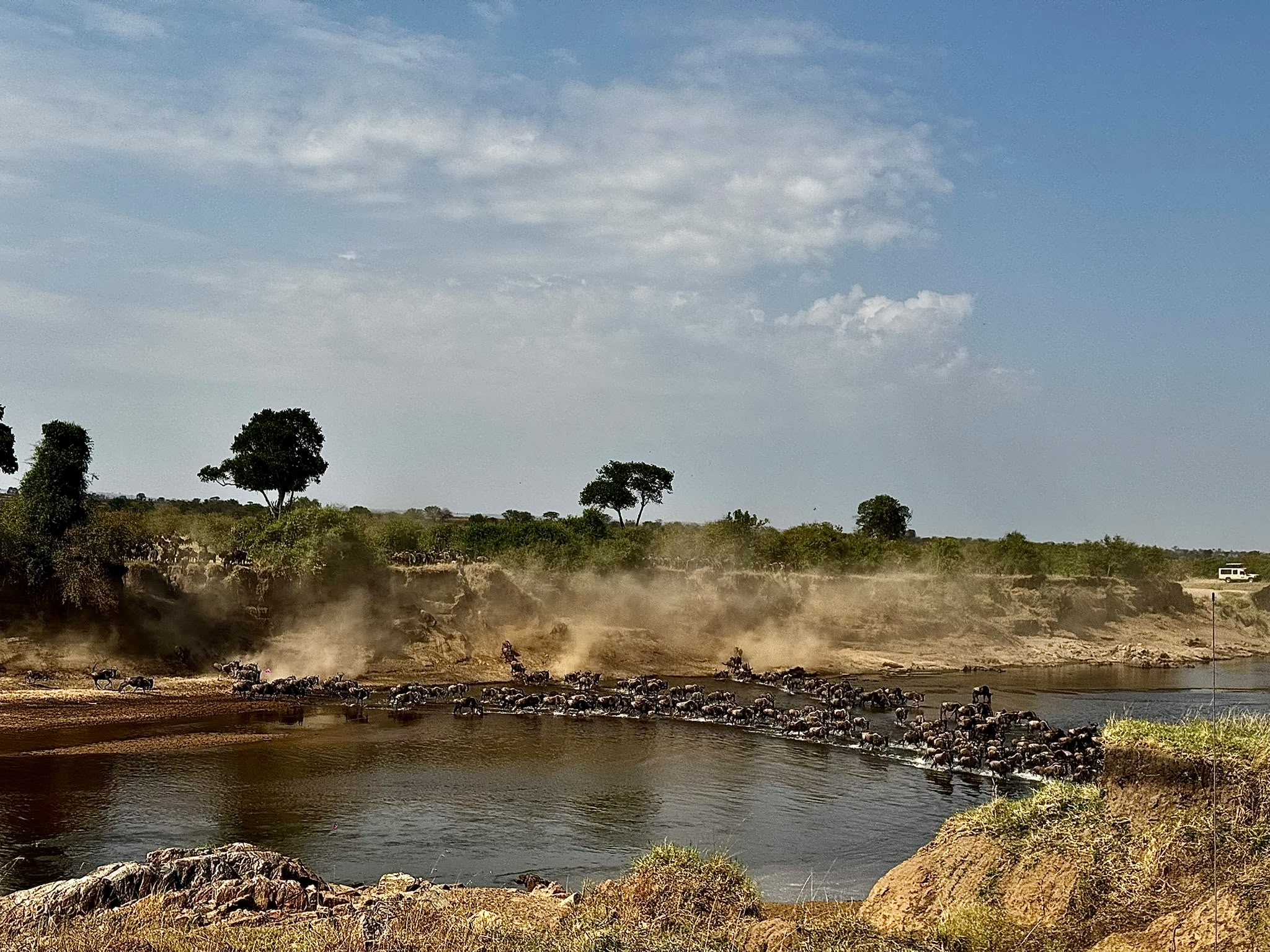Wildebeest leaping across the plains