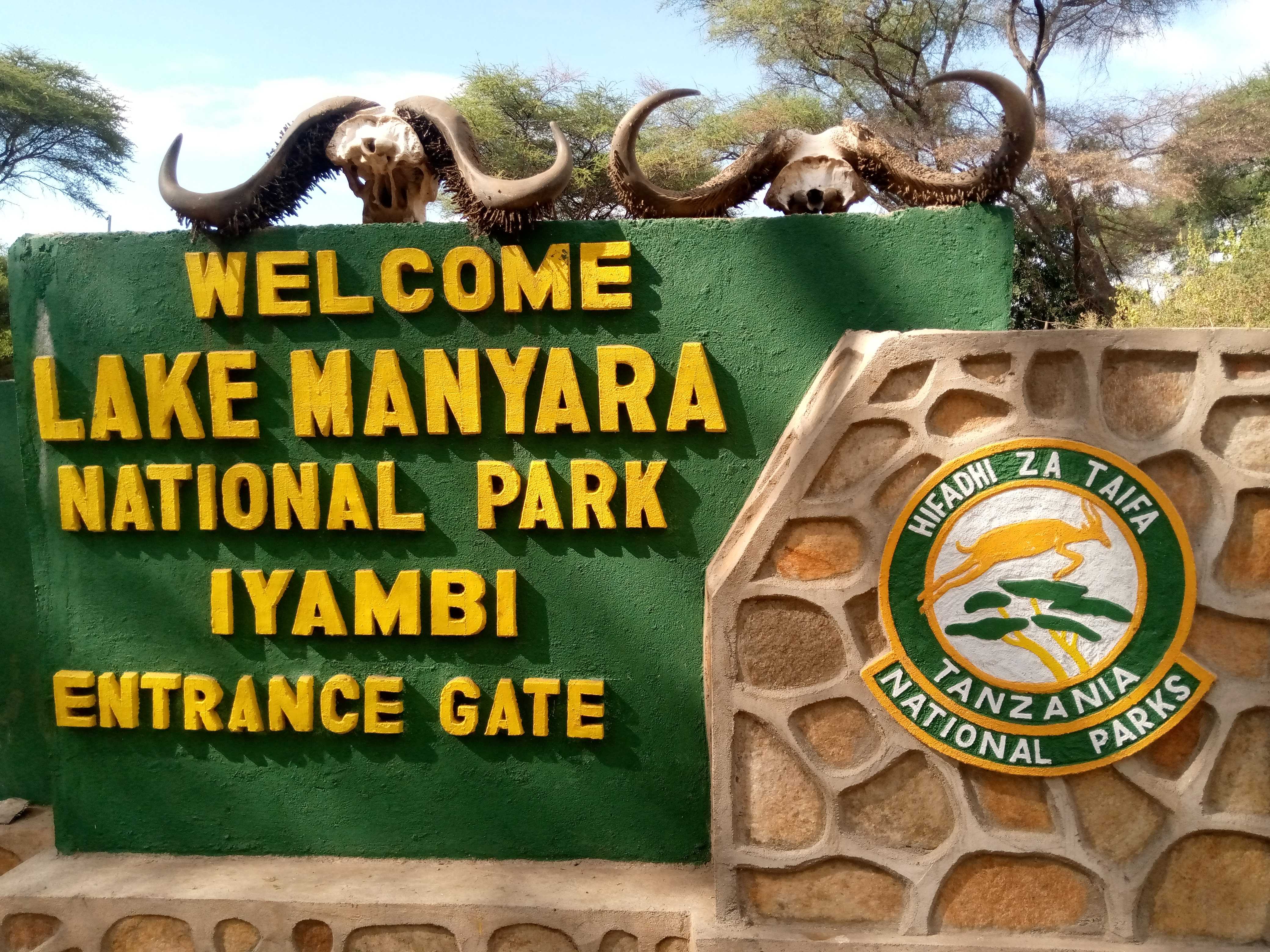 Buffalo herd resting in the shade at Lake Manyara