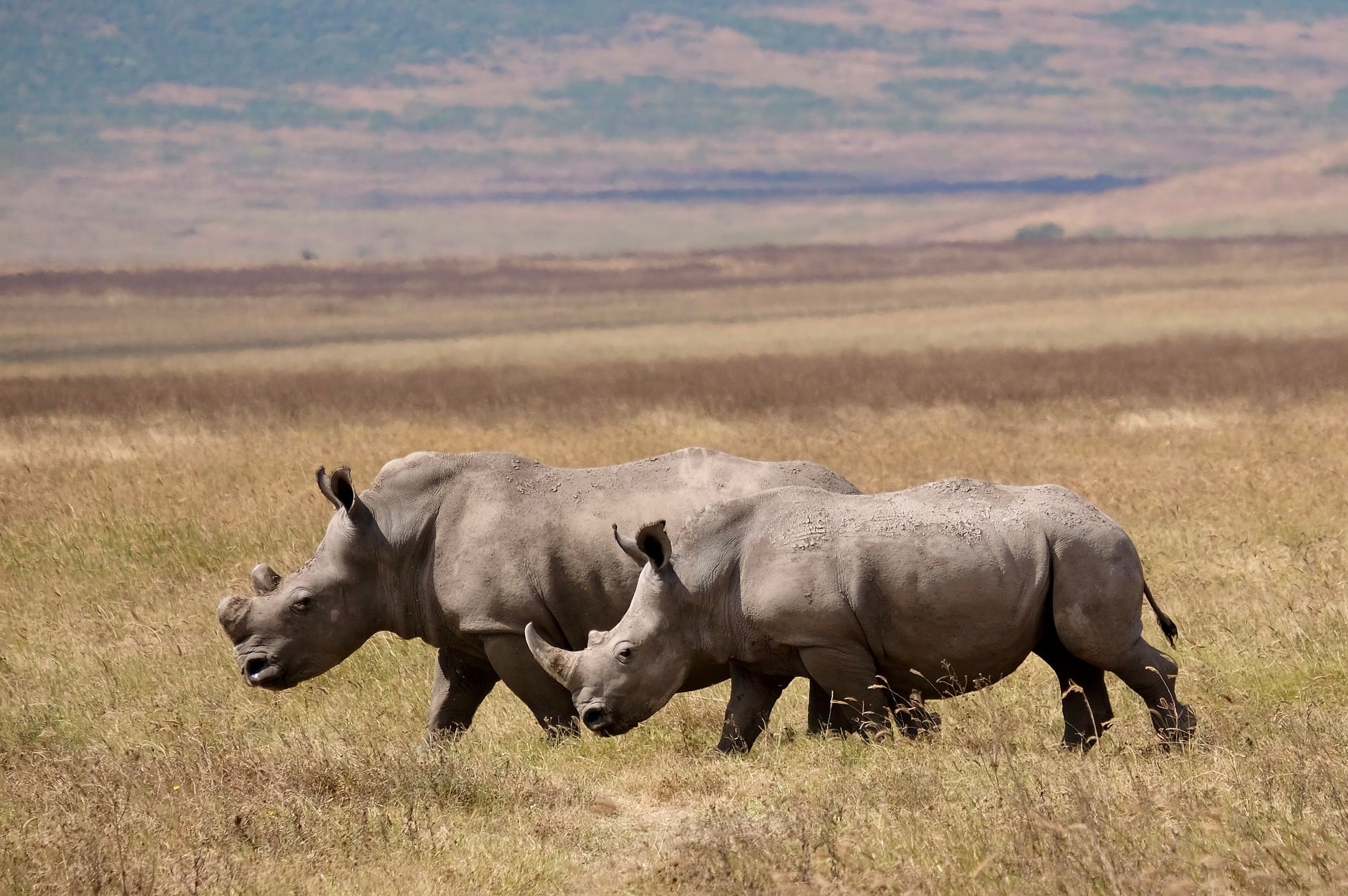 Panoramic view over the Ngorongoro Crater floor
