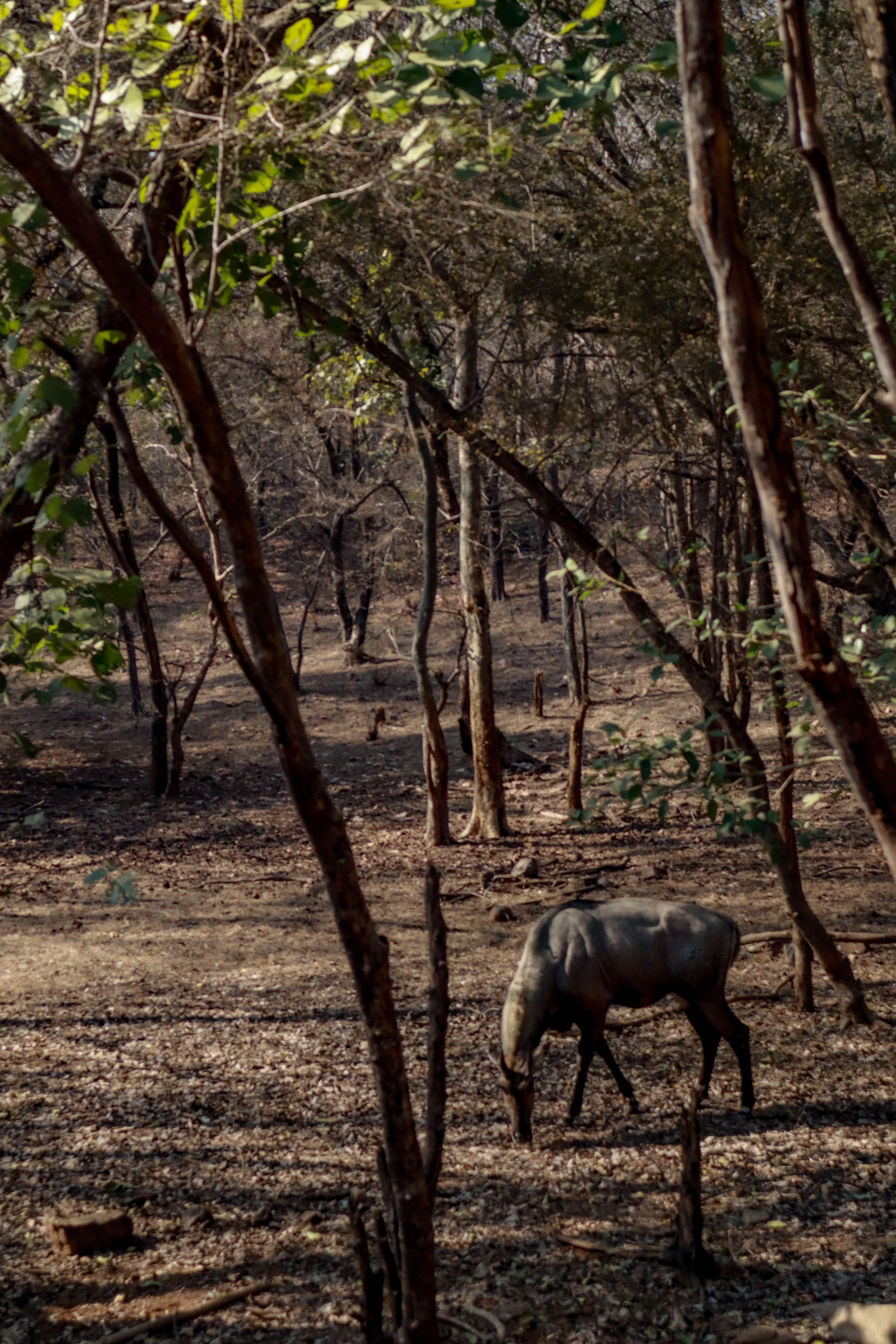 Lone elephant on the crater floor