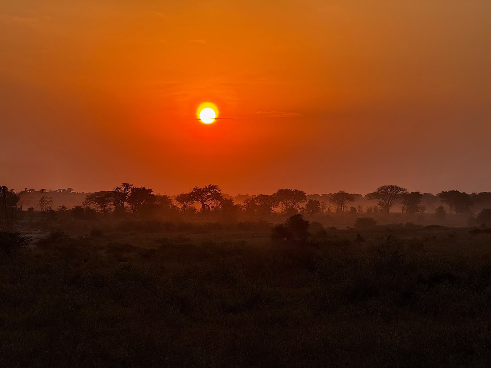 Two lionesses resting in the shade on the Serengeti plains